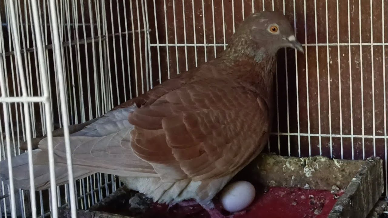 CARA MERAWAT MERPATI MENGERAMI TELUR