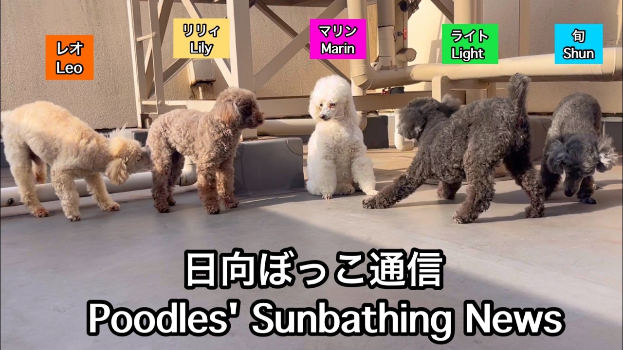 日向ぼっこ通信☆Poodles' Sunbathing News