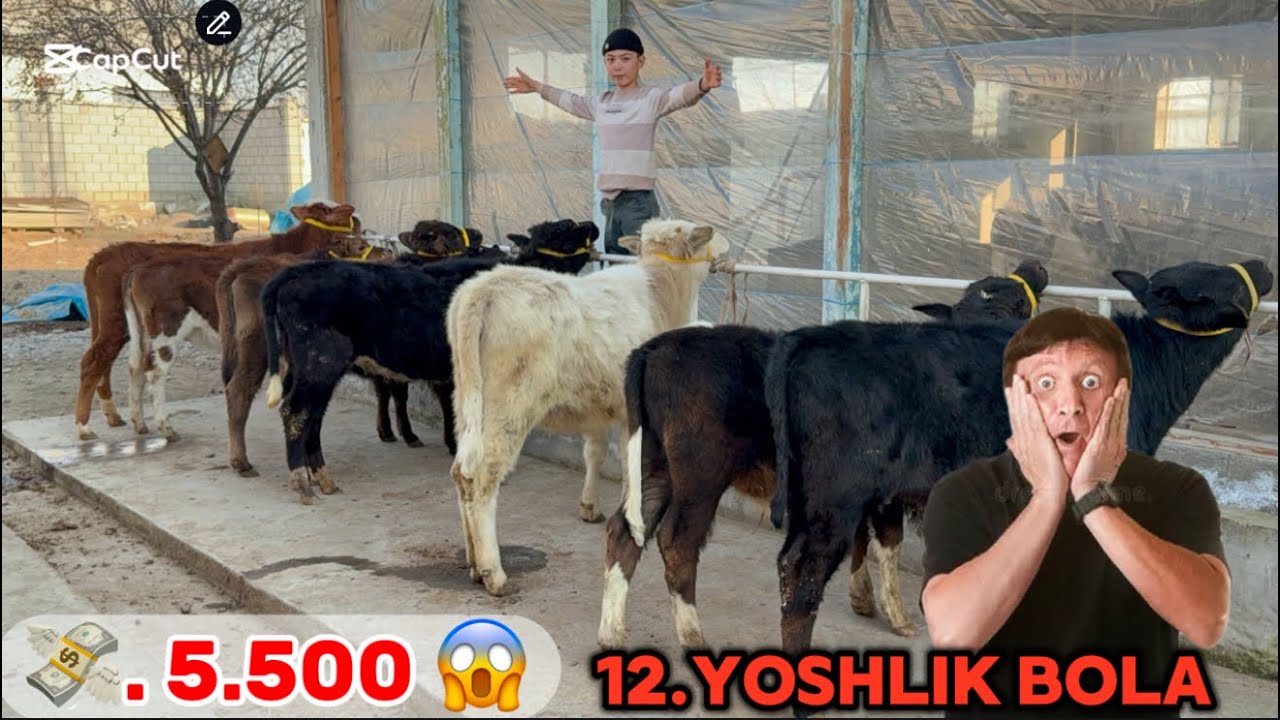 💥REKOTNIG PARCHALAFI 12.YOSHLIK BOLA 5.500.DAN BUQACHALAR VA HUNAJINLAR 2026_01_22_f