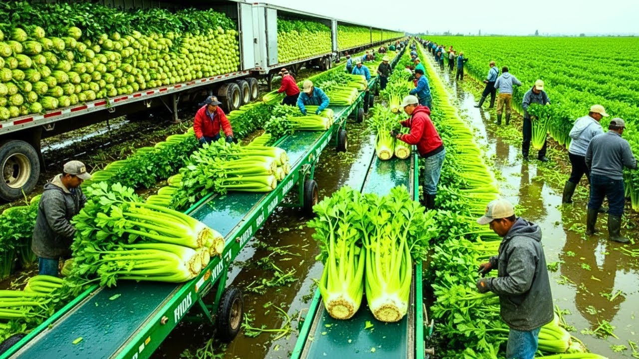 Las MÁQUINAS AGRÍCOLAS MÁS PODEROSAS del MUNDO Así Recolectan MILES de MILLONES de TONELADAS