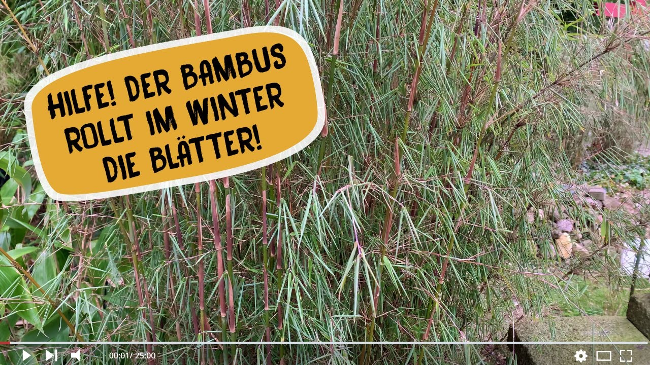 Bambus rollt die Blätter im Winter! Was muss ich machen? Sichtschutz mit Bambus?