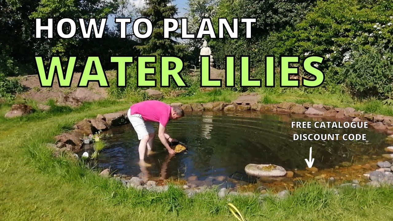 How to plant WATER LILIES in the WILDLIFE POND, wildlife garden.