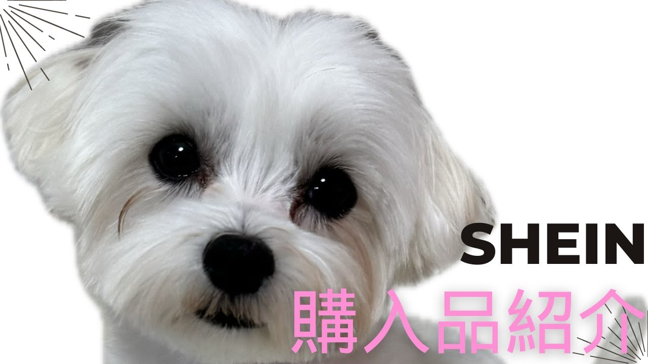 [SHEIN購入品紹介]激安！犬服・犬用おもちゃ・ペットグッズ・わんちゃん用品　正直レビュー！