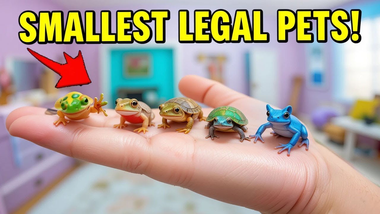 Smallest Pets You Can Legally Own - Legal tiny pets