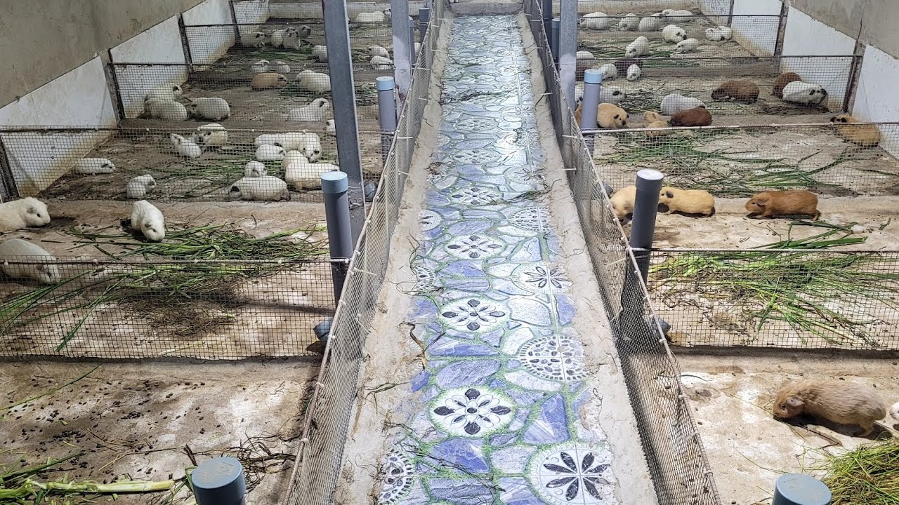 Bán bọ ú mỹ , chuột lang mỹ , có ship xa. 