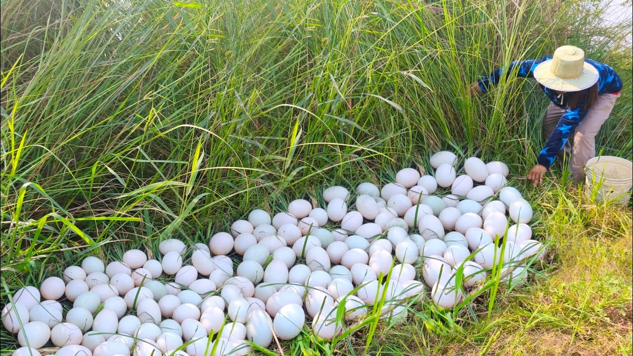 A skilled female fisherman, or one who lays eggs in a rice field, will lay many eggs.