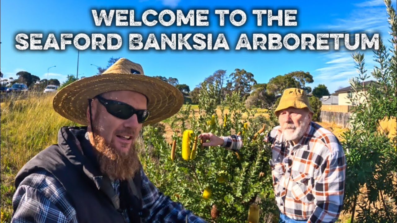 Seaford Banksia Arboretum🌱