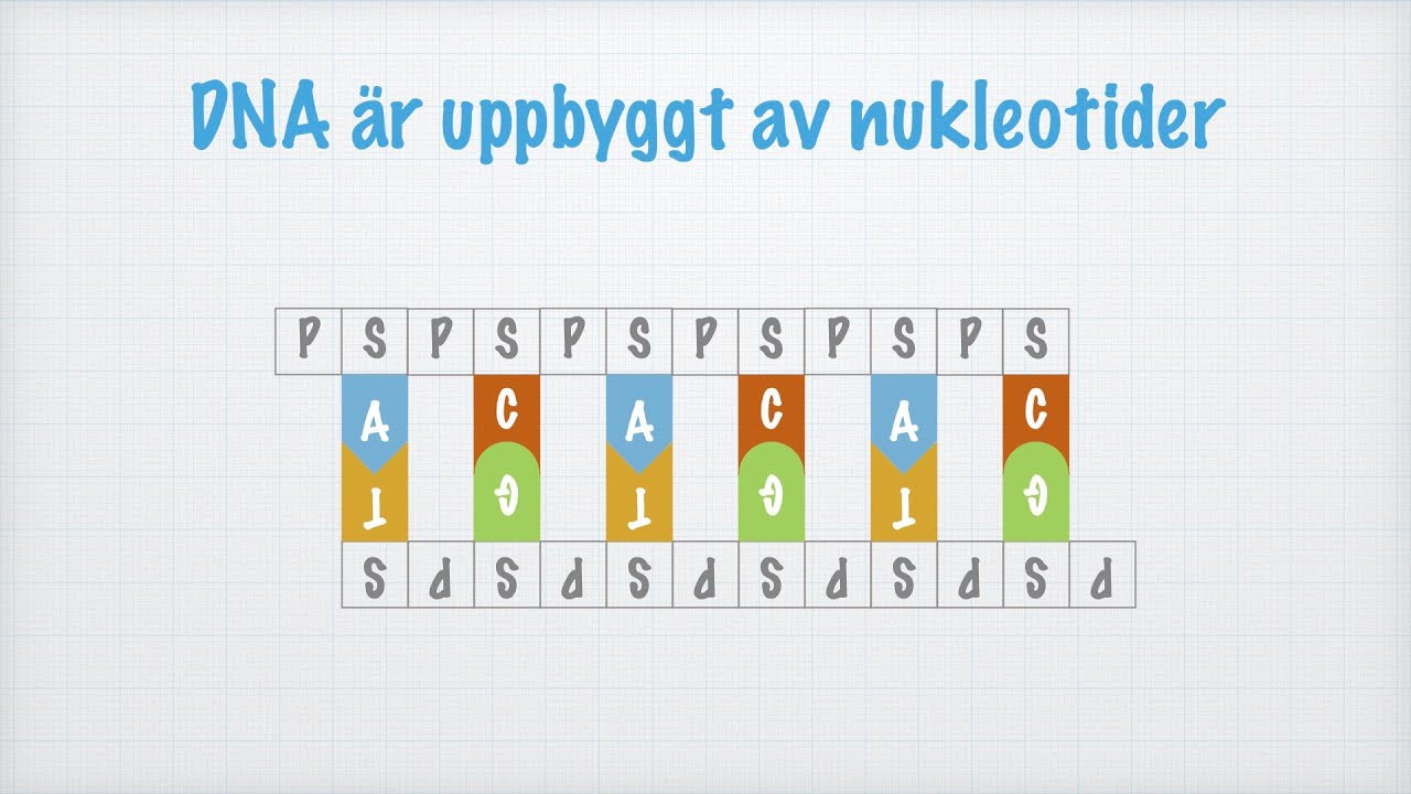 DNA-molekylens struktur och funktion (Biologi 1)