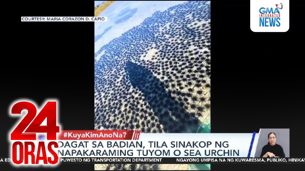 Dagat sa Badian, tila sinakop ng napakaraming tuyom o sea urchin | 24 Oras