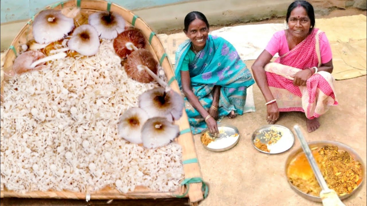 most expensive WILD MASHROOM collect and cooking  by  our santali tribe people || rural INDIA orissa