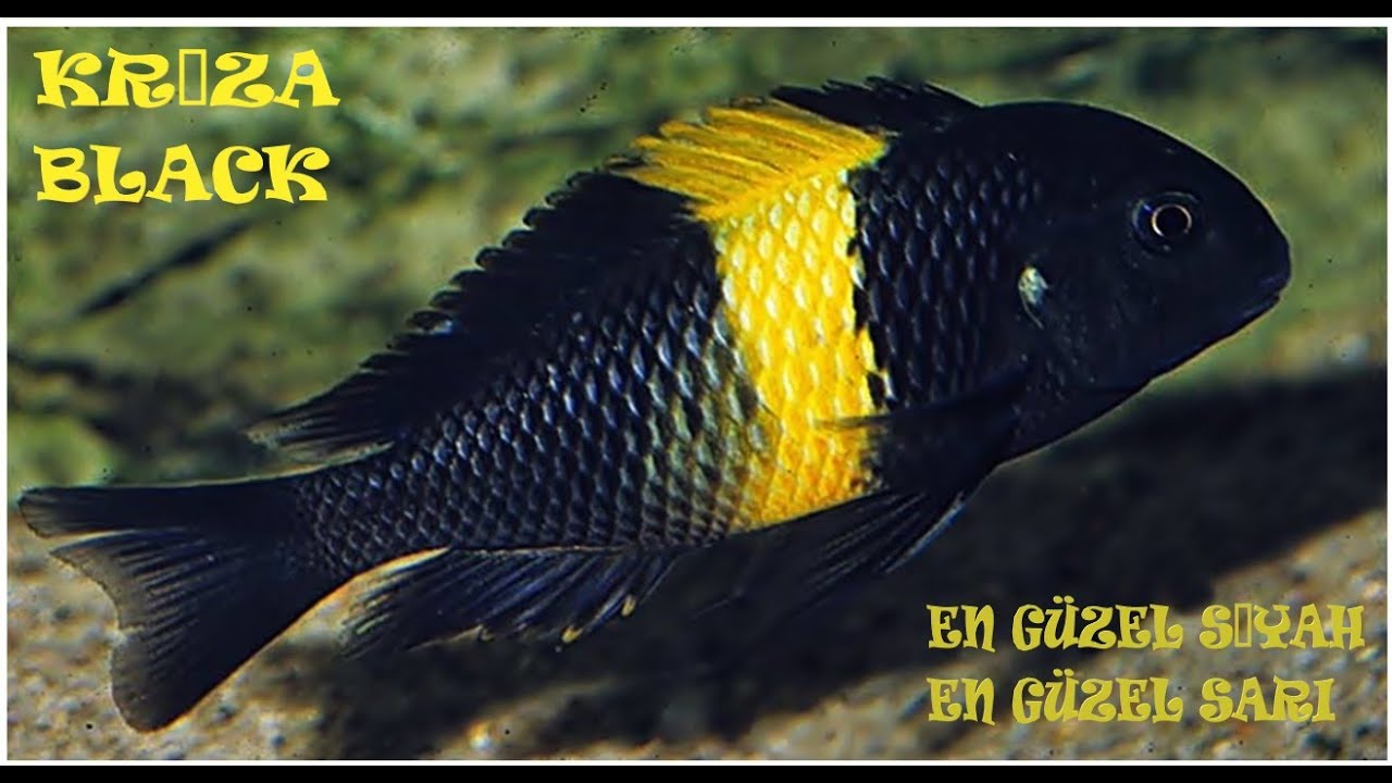 TROPHEUS SP. BLACK KRIZA F1 # B&Uuml;Y&Uuml;ME DEVAM EDİYOR. #19.08.2019