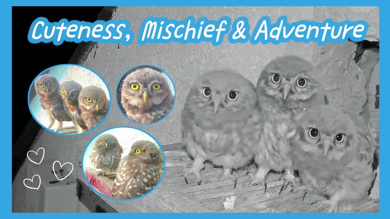 Little Owl Baby Cuteness, Mischief & Adventure🤩All Fledged! | Little Owls in Hungary 06-07/2023