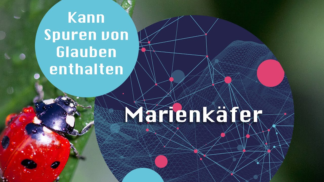 Warum Marienkäfer Glücksbringer sind - und was das mit der Gottesmutter Maria zu tun hat