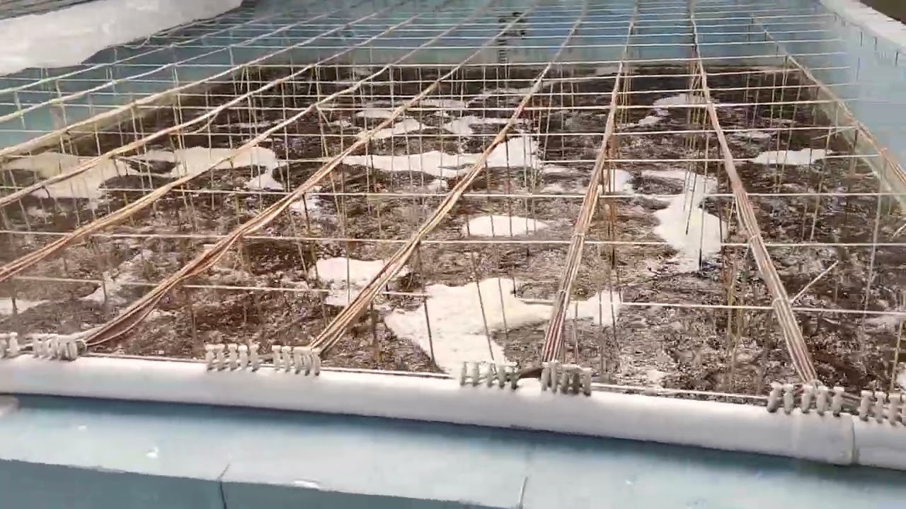 Kolam pemeliharaan larva udng
