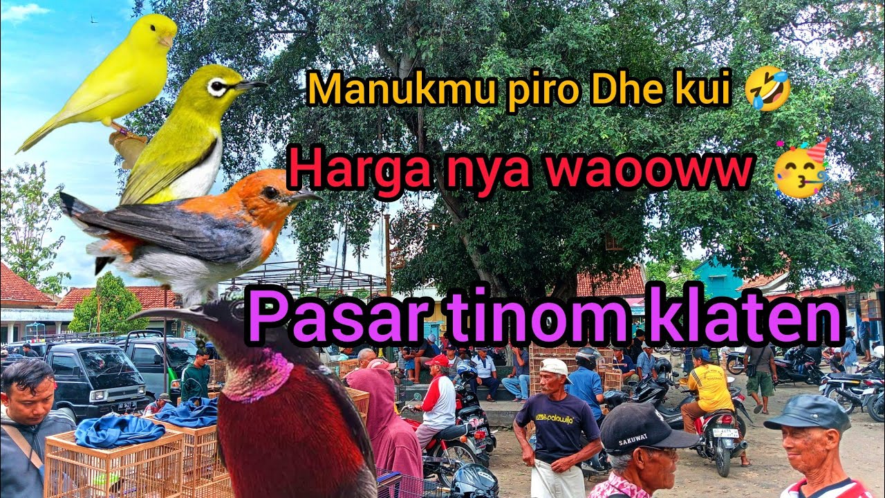 harga burung di pasar jatinom Klaten || Harga nya murah banget!!!! ||