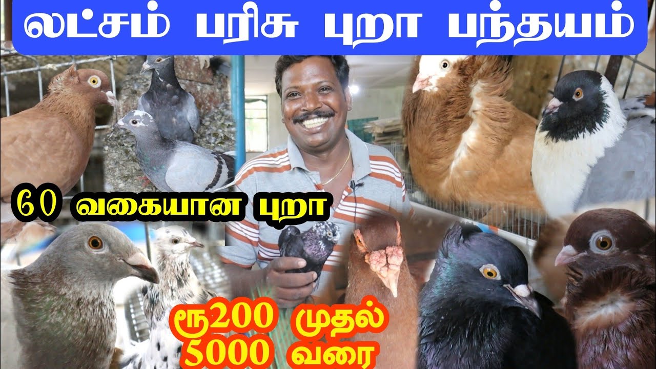 புறா பந்தயம் / 60 வகையான புறாக்கள் / pigeon sales / pigeon farm / புறா பண்ணை/ புறா ரேஸ் பயிற்சி