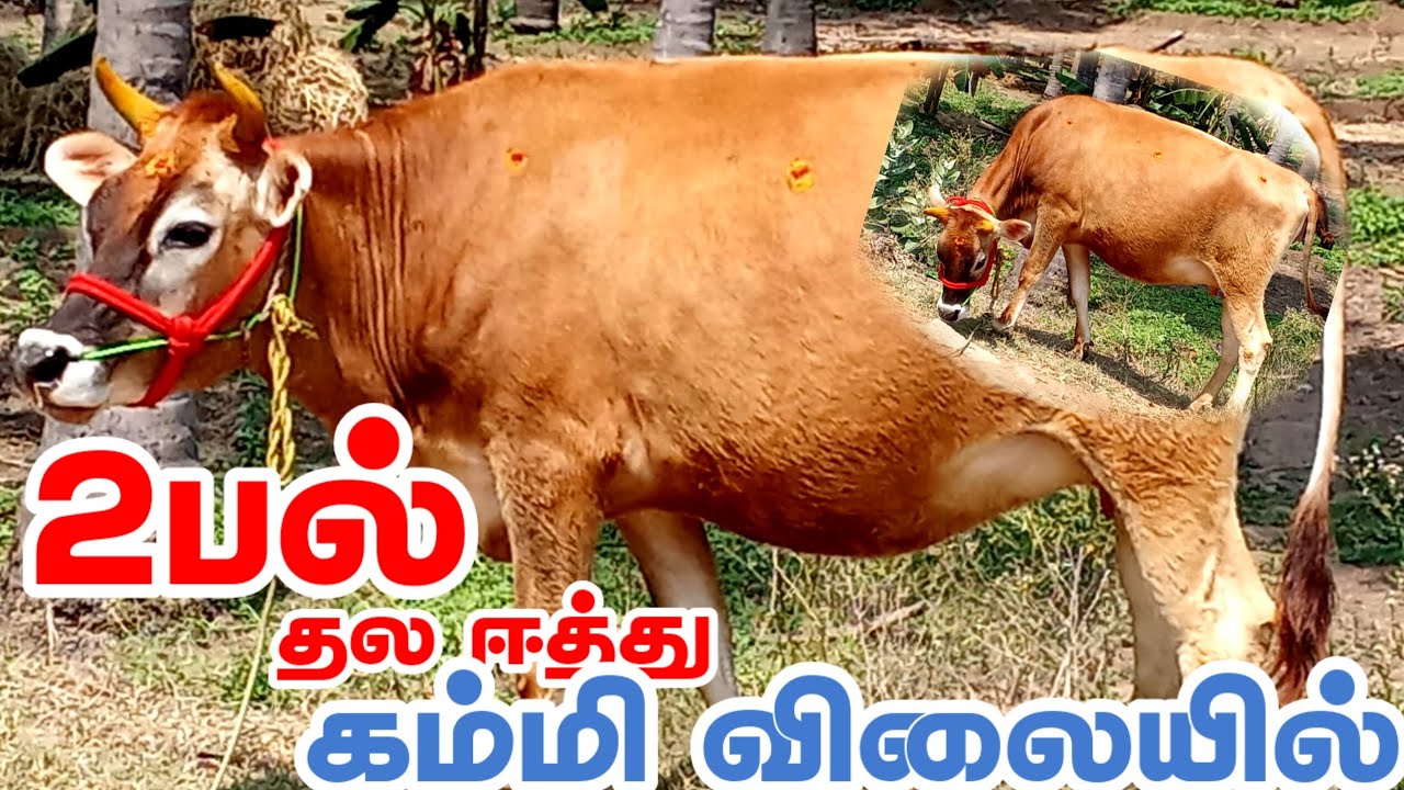 2பல் தல ஈத்து கிடாரி விற்பனைக்கு வந்துள்ளது, குறைந்த விலைக்கு விற்பனை சுழி இல்லை #Jersey #Jerseycow 
