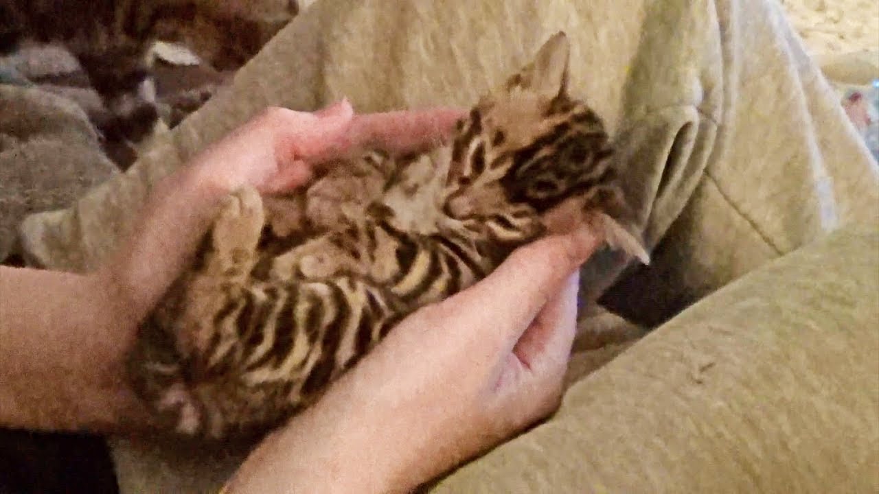 Bengal Kitten has a Nightmare