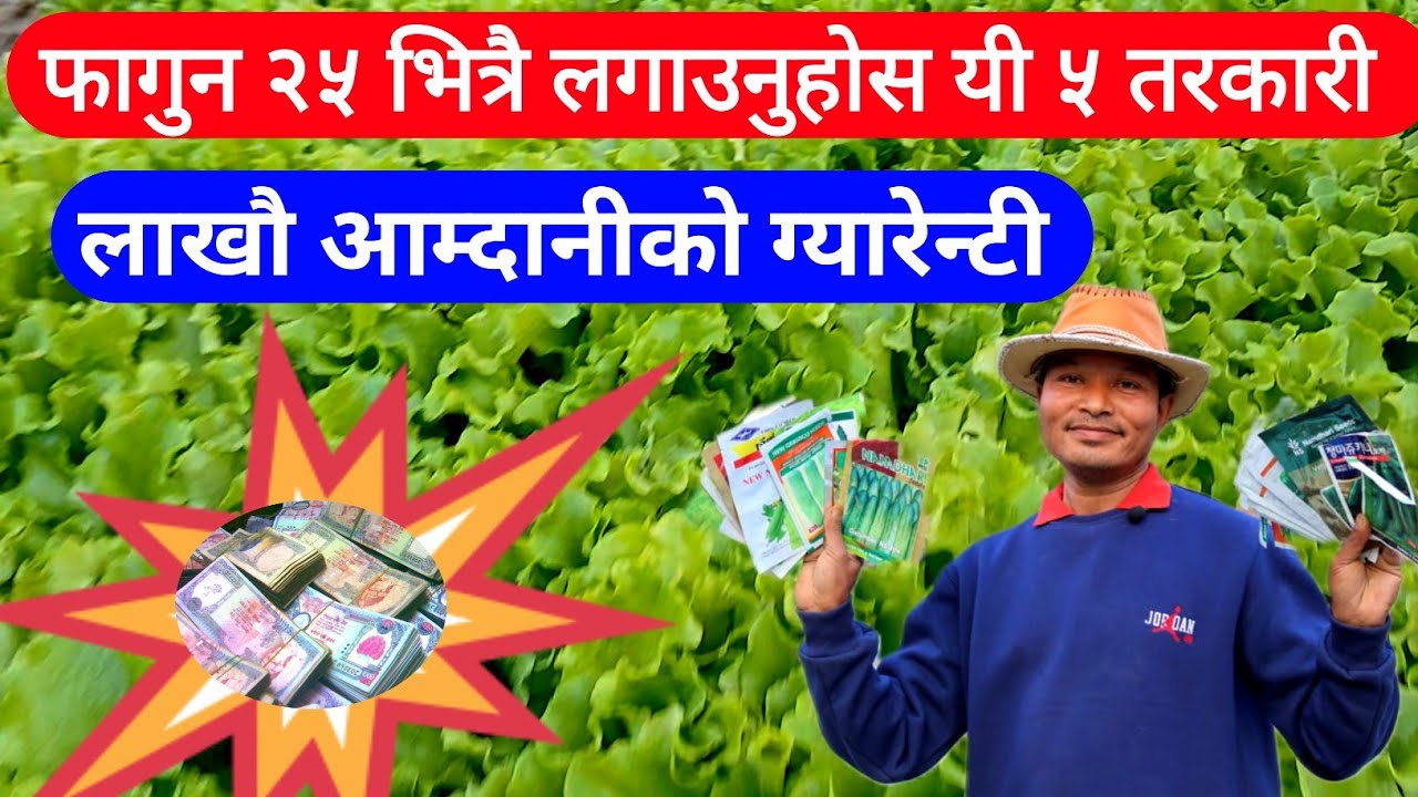 फागुन २५ भित्रै  यी तीन समुहका तरकारीहरु लगाएर बनाउनुहोस लाखौं आम्दानी #krishi_jankari