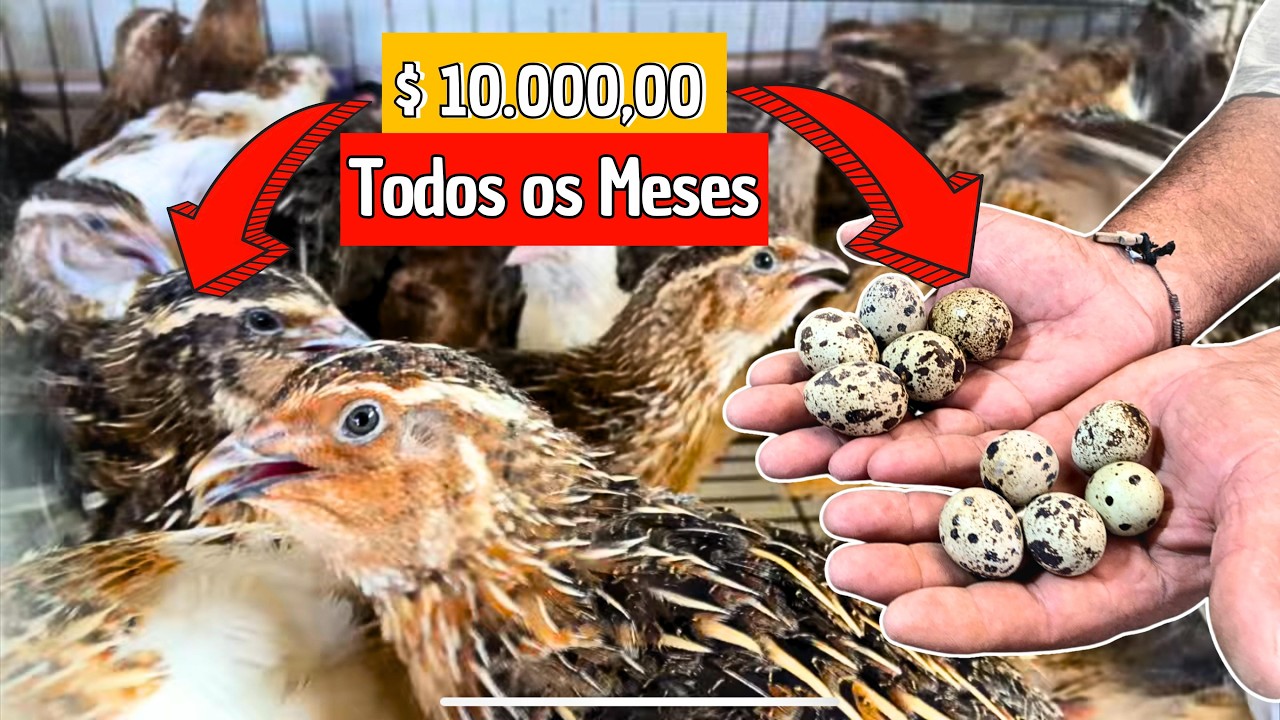 Como Criar CENTENAS  de Codornas Gigante em Pouco Espaço e Ganhar MUITO DINHEIRO? Criações Rentáveis