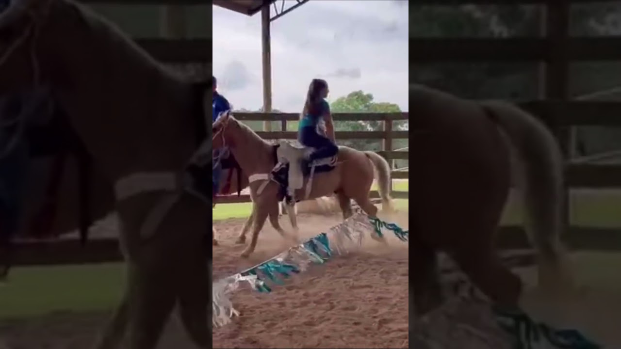 Cool smell from horse ass 🤣🤣#horse #funnyreel #animal #pet #horseriding #viralreel #trendingvideo