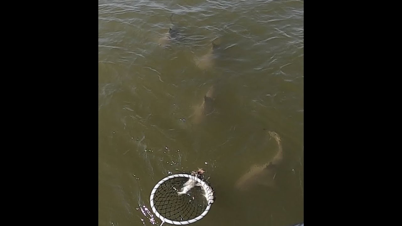Shark Fishing, Southwest Pass, Cypremort Point, Vermilion Bay