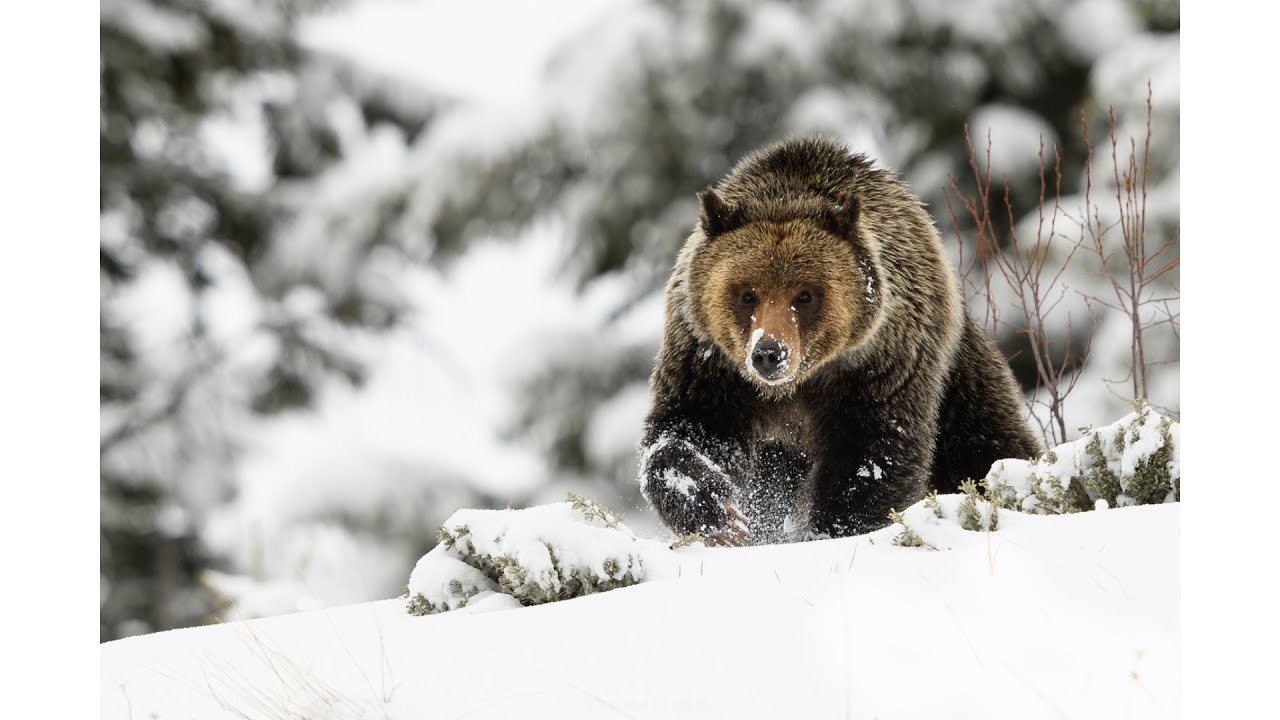 Wildlife Photography - Snow Day with Grizzly Bears