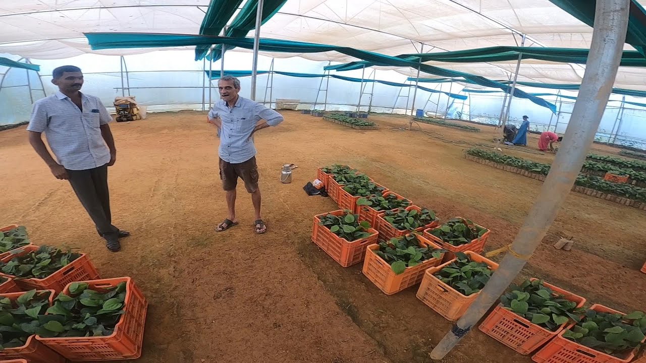 HOW TO MULTIPLY BLACK PEPPER PLANTS BY BALL METHOD|MEETING RAMAKANTH HEGDE
