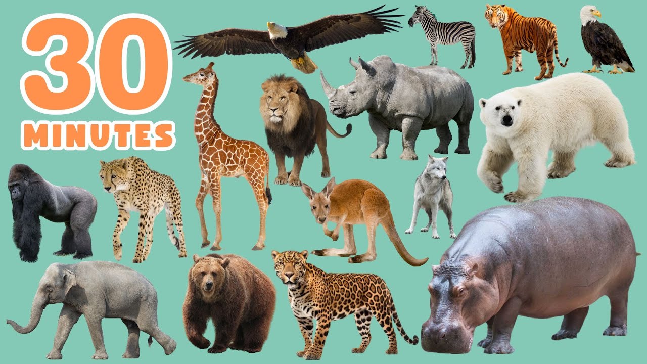 Berkeley's World Wild Animal Names In English | Wild Animal Names For Everybody | 30 Minutes