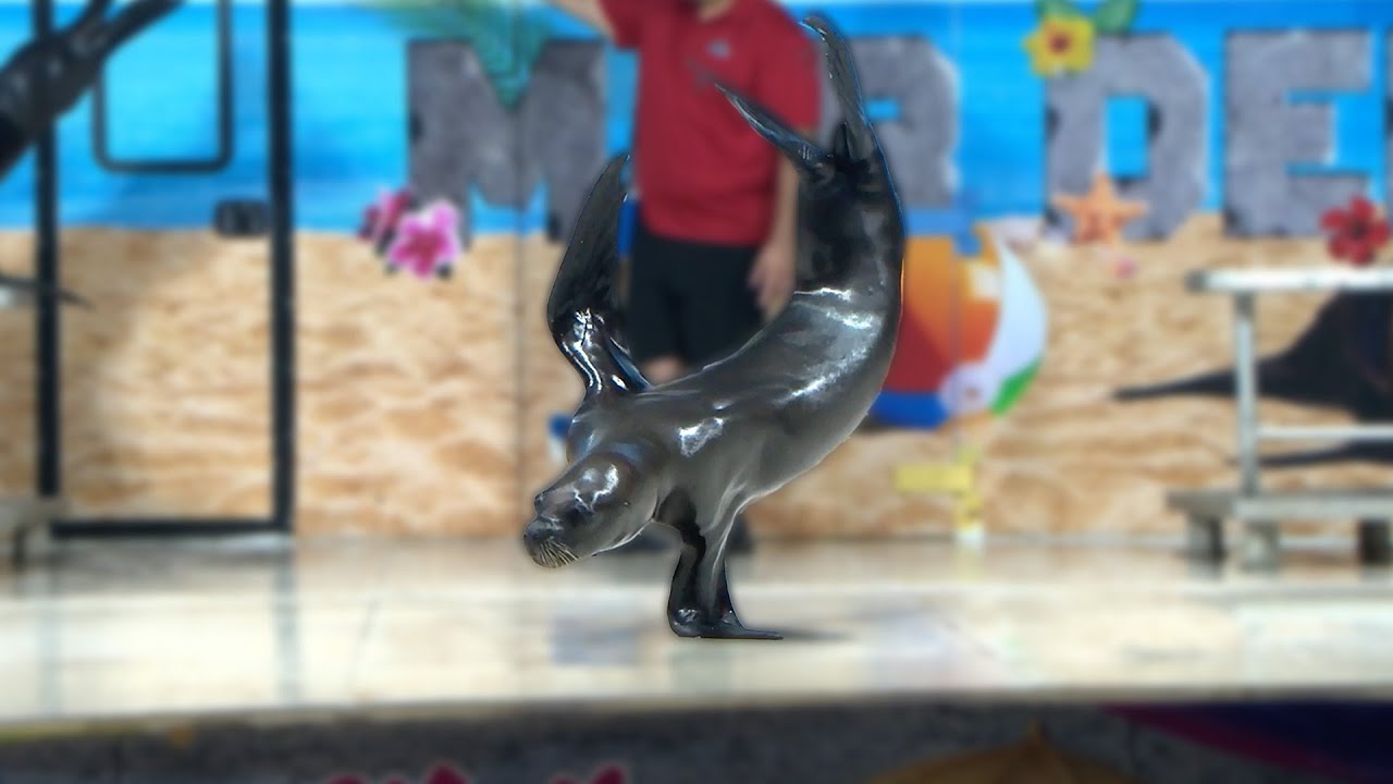 Sea Lion Splash (2024)