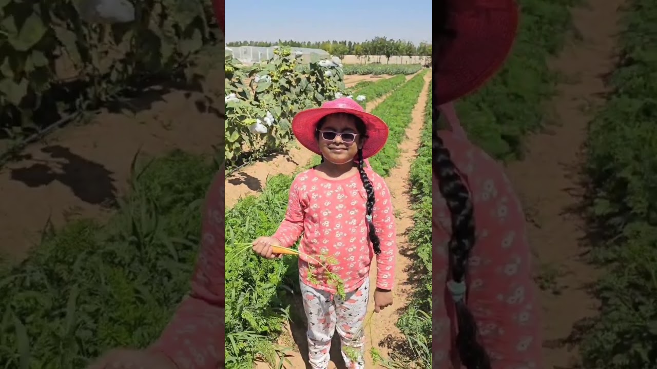 Emirates biofarm,UAE's largest organic farm, #farming #organic #vegetables #trending #reels #youtube