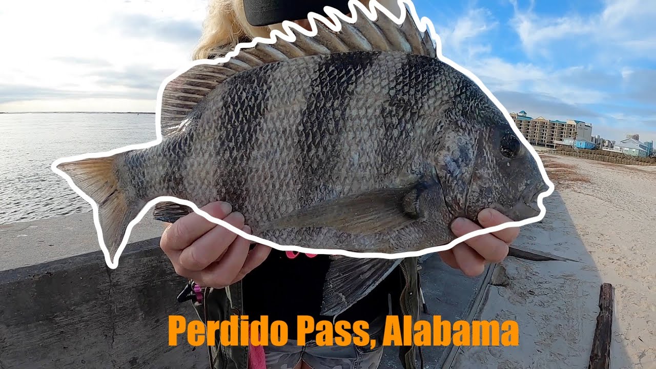 SHEEPSHEAD FISHING ALABAMA POINT (Perdido Pass Seawall)
