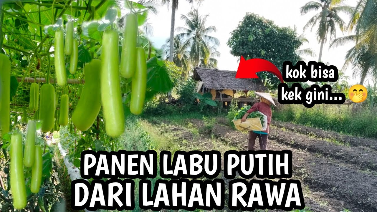 LUAR BIASA ‼️WARGA TRANSMIGRASI SP 10 ,BERGELUT MELAWAN AIR PASANG WUJUDKAN PERTANIAN TERINTEGRASI