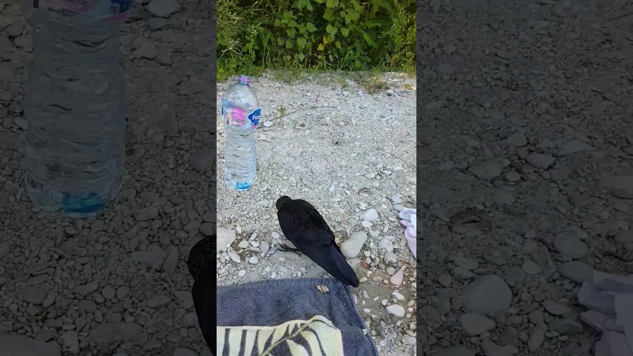 Taccola. PULLO NANNINI detto BLACK al fiume