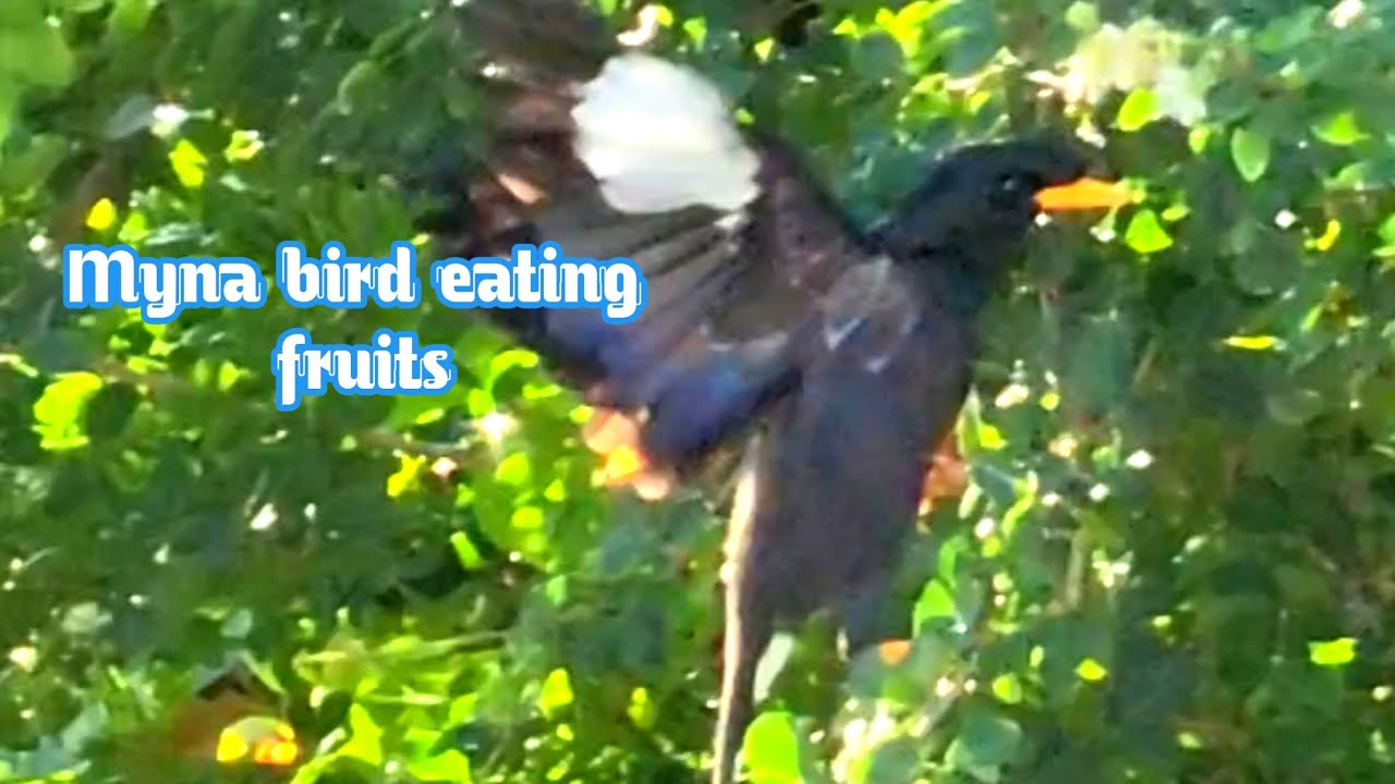 Myna bird eating fruits @vuthyCH