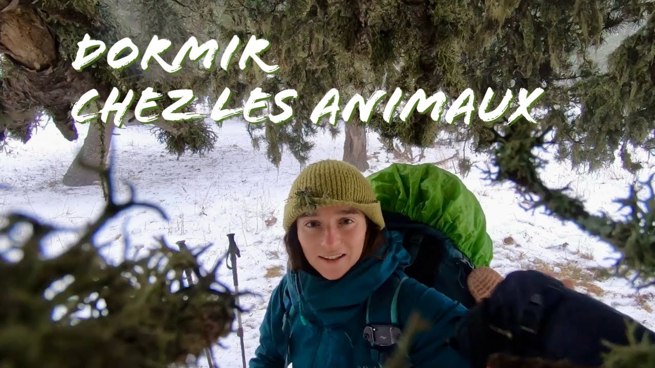 Bivouac, neige et traces d’animaux dans le Dévoluy (sous tarp)