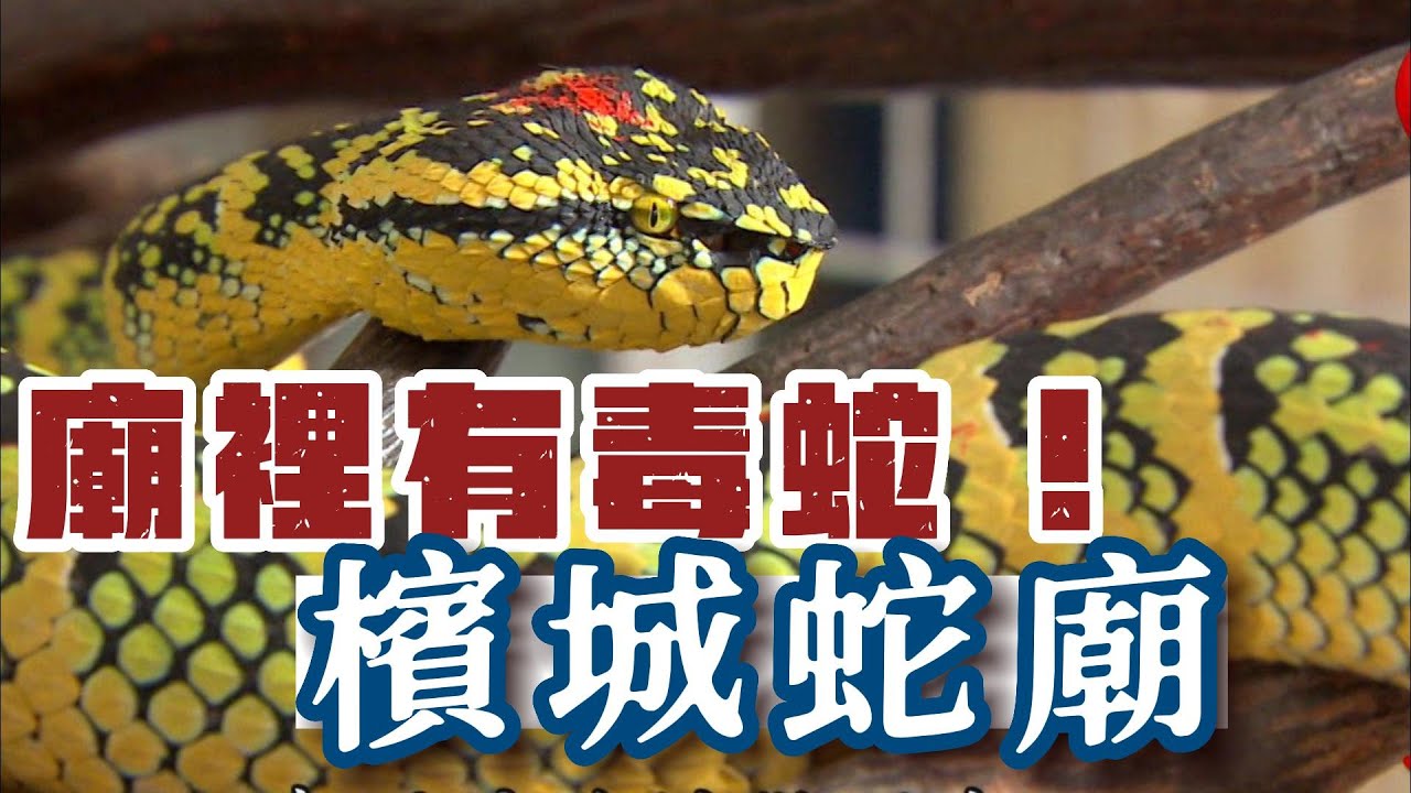 #膽小勿入【奇廟之旅】馬來西亞檳城蛇廟 |  寶島神很大online