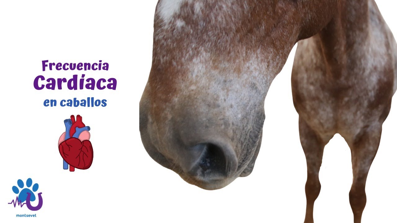 Frecuencia Cardiaca en Caballos