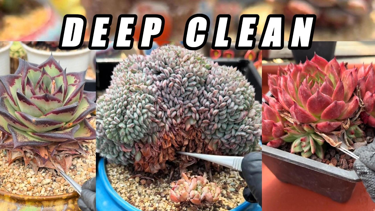 ULTRA CRUNCHY 🌵 Massive Dry Leaf Removal | Giant Succulent Cluster Deep Clean ASMR (No Talking)