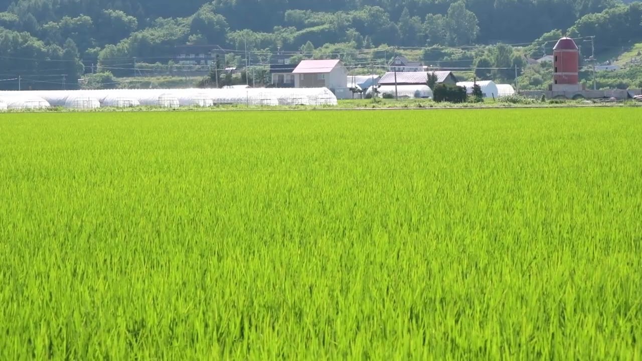 JR富良野線・富良野ラベンダーノロッコ号・サイロと田んぼをゆく　DSC 9932