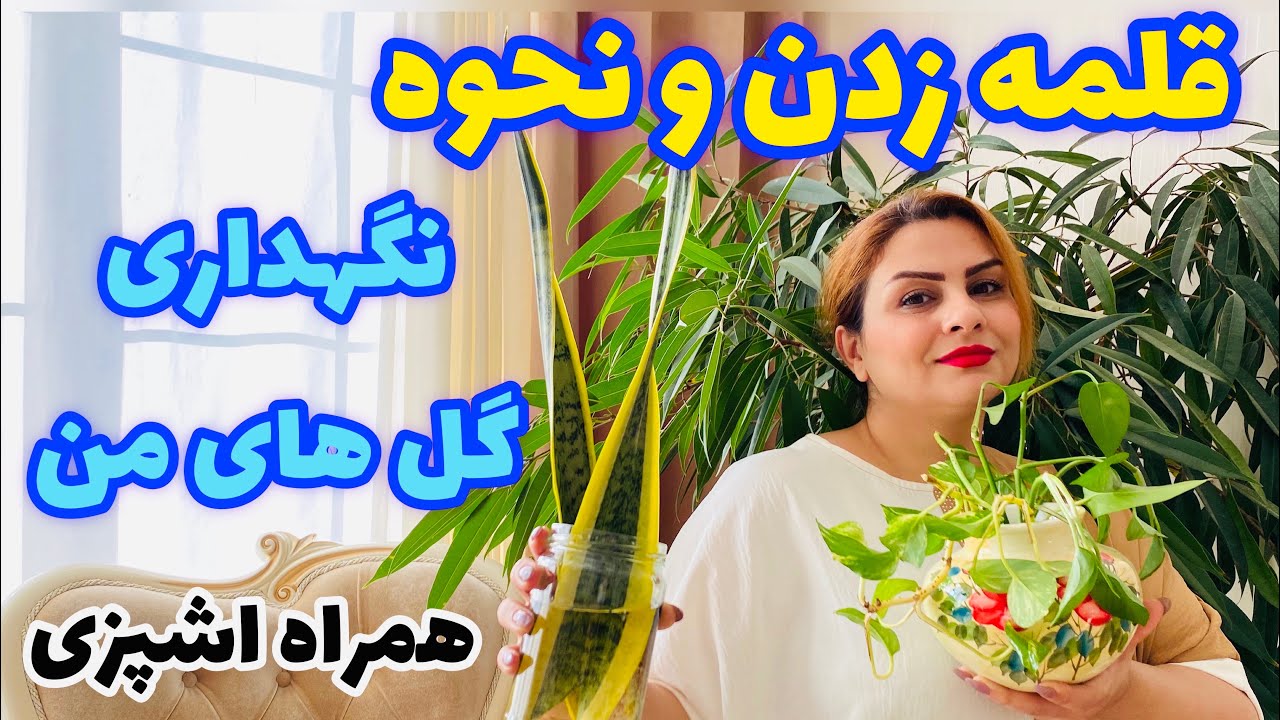ولاگ روزانه وقلمه زدن سانسوریا و پتوس به همراه اشپزی🥰