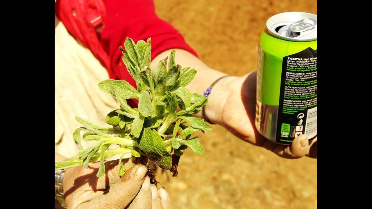 Tuvunu tea | Greek mountain tea-Sideritis | Production video