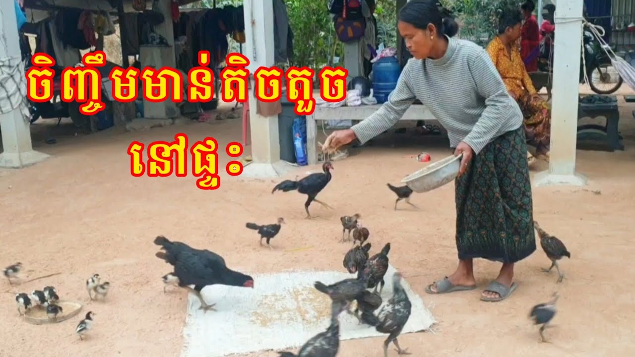 មាន់ស្រែចិញ្ចឹមដោយសេរី៖ ការចិញ្ចឹមនៅទីធ្លាខាងក្រោយផ្ទះ ទុកផ្គត់ផ្គង់ជីវភាពគ្រួសារ