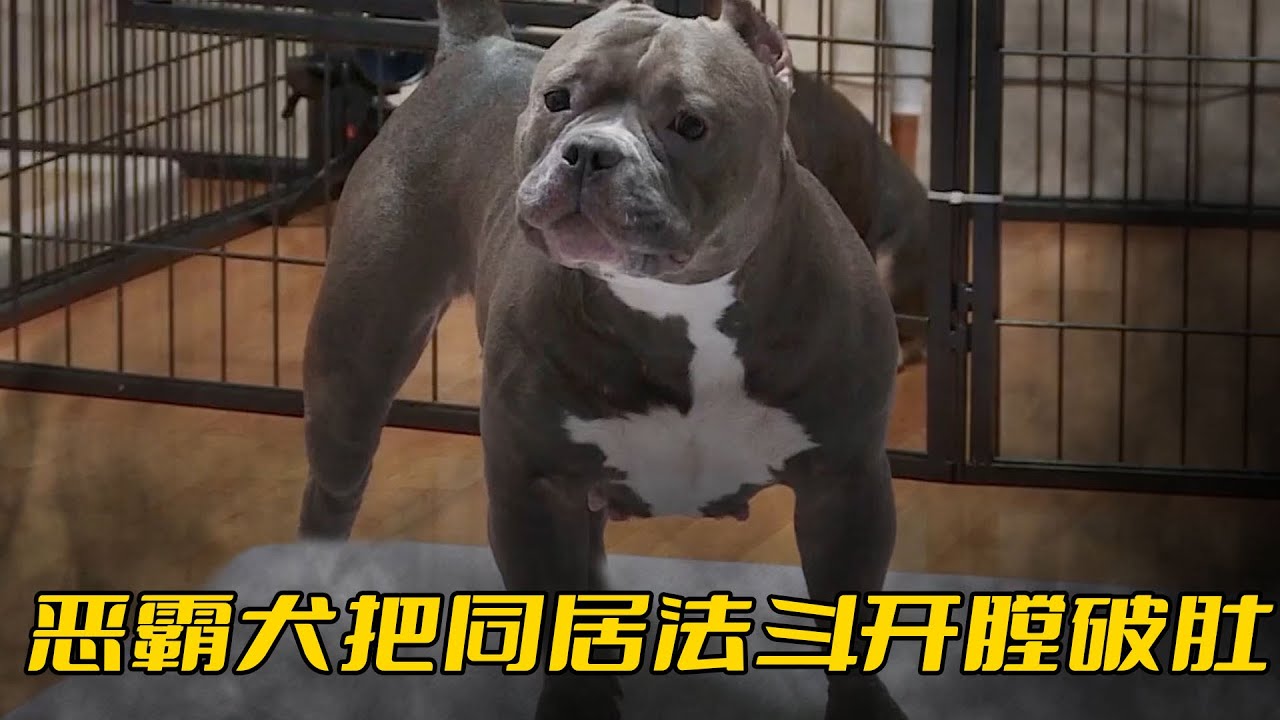 惡霸犬攻擊性太强，一口下去給法鬥開膛破肚，還見人就往臉上撲咬