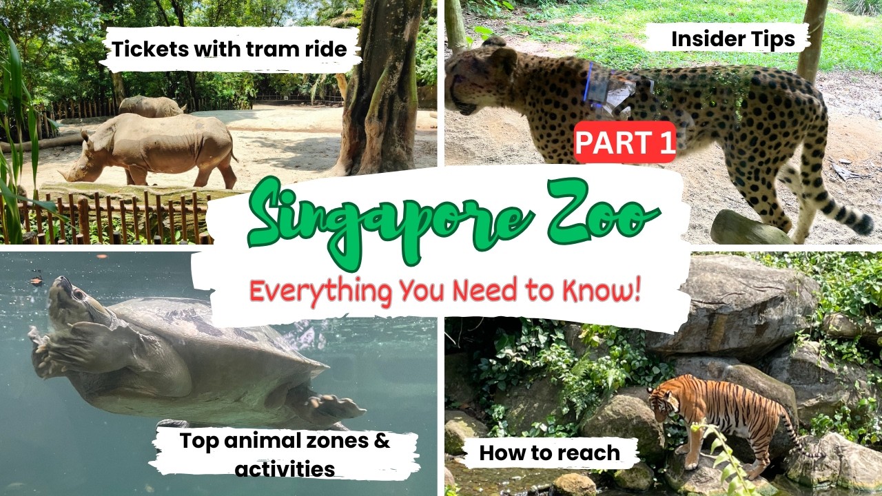 Ultimate Singapore Zoo 2025 Guide [Part 1]: Tickets | How to reach | Animal zones | Useful Hacks