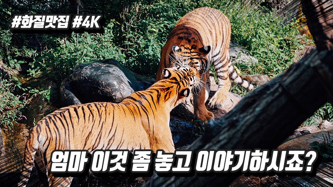 모처럼 신나게 놀고 있는 엄마를 방해하면 이렇게 된답니다.. ㅋㅋㅋㅋㅋㅋ #어머니 #이것좀놓고이야기하시죠 #얼굴마사지 #4K #화질맛집 - 에버랜드 호랑이