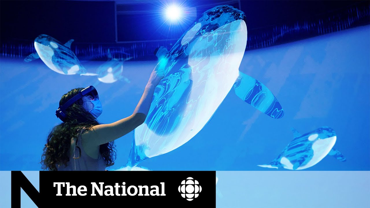 Smithsonian exhibit explores threats facing endangered B.C. whales