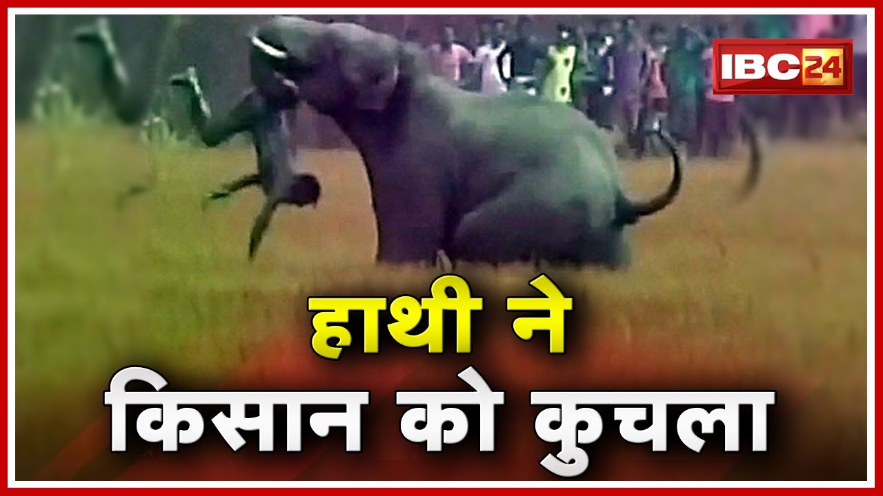 Pathalgaon के Junadih Village में हाथियों का आतंक | हाथी ने किसान को कुचला