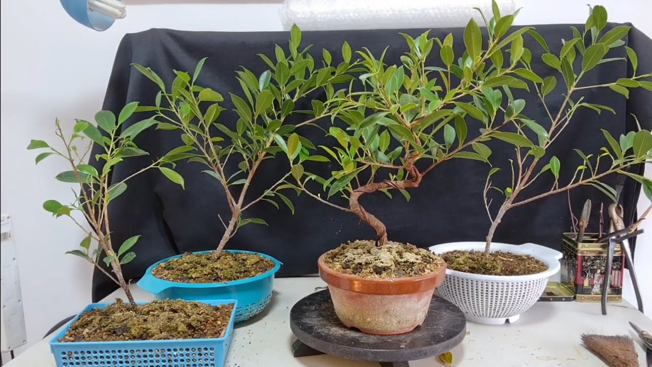 experimento en coladores evolución (primer ficus)