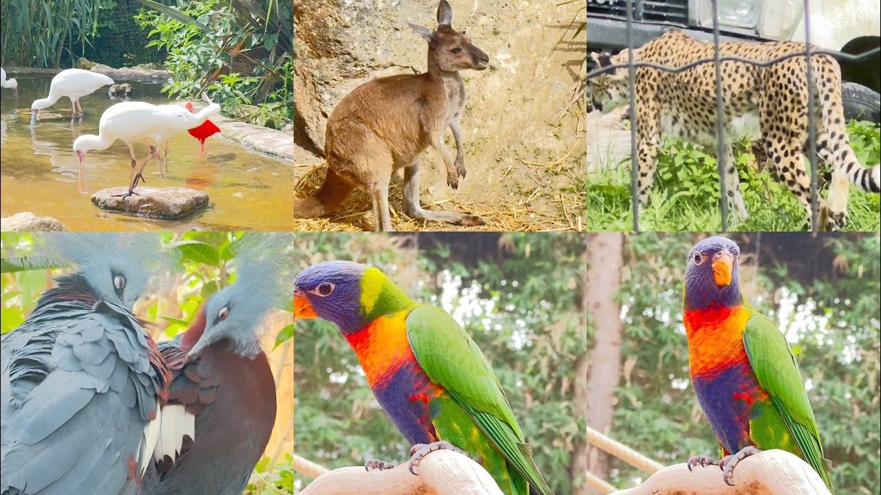 جولة في حديقة BIOTROPICA NORMANDIE